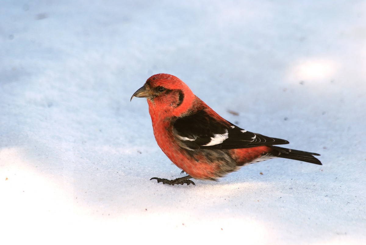 White-winged Crossbill - Ryan O'Donnell