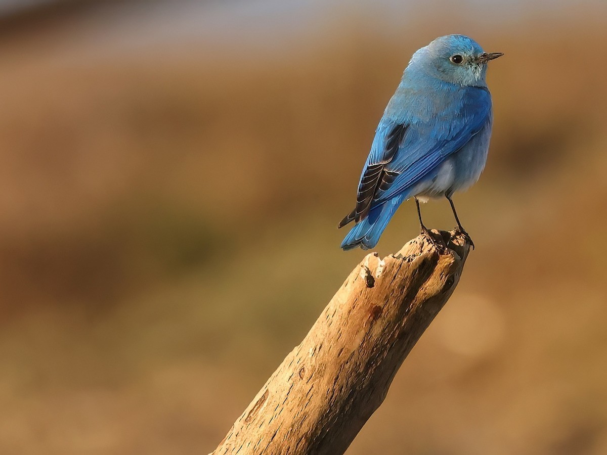 Mountain Bluebird - ML538546271