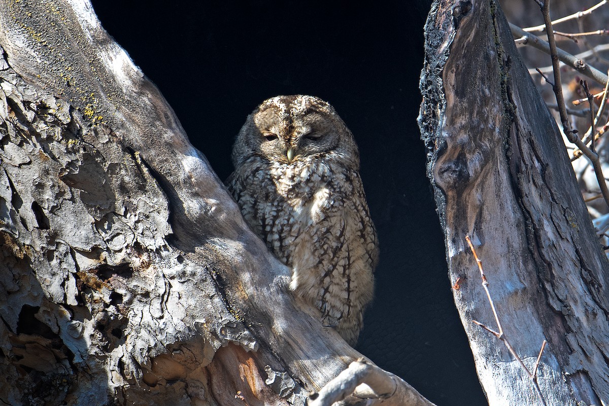 Tawny Owl - ML538547131
