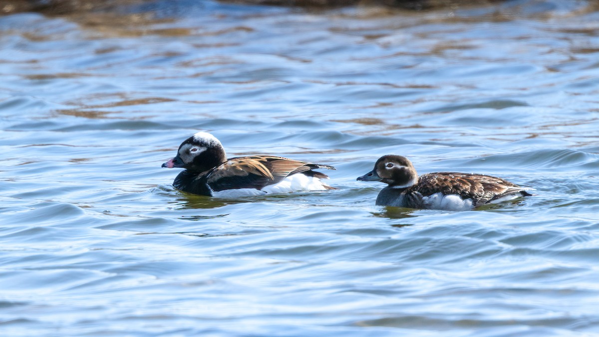 Long-tailed Duck - ML538550311