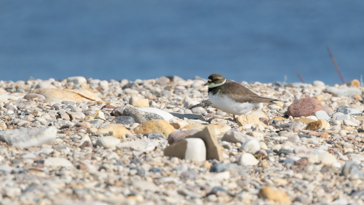Semipalmated Plover - ML538550361
