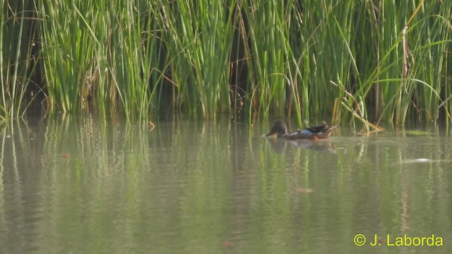 Northern Shoveler - ML538555421