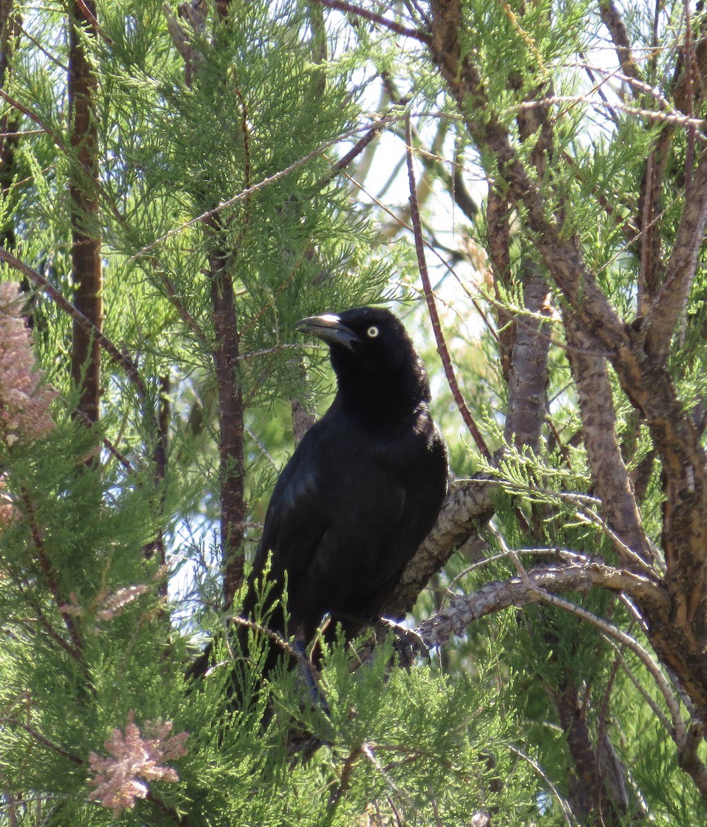 Great-tailed Grackle - Sara Griffith