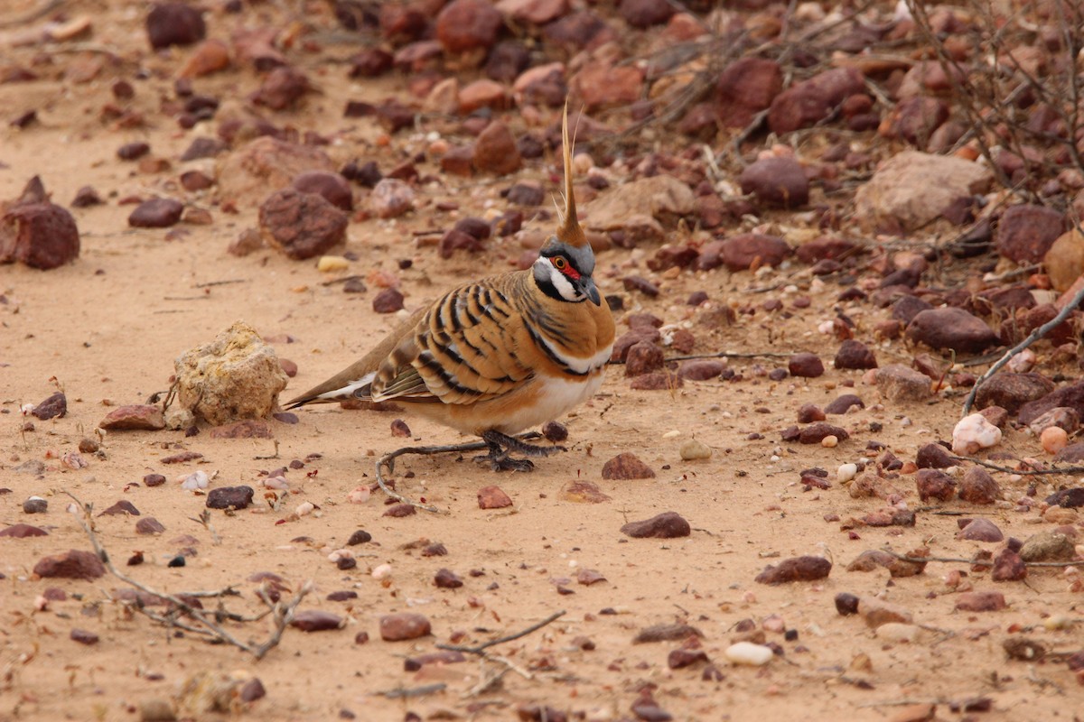 Spinifex Pigeon - ML538555911