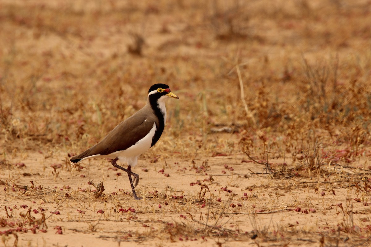 Banded Lapwing - ML538555921