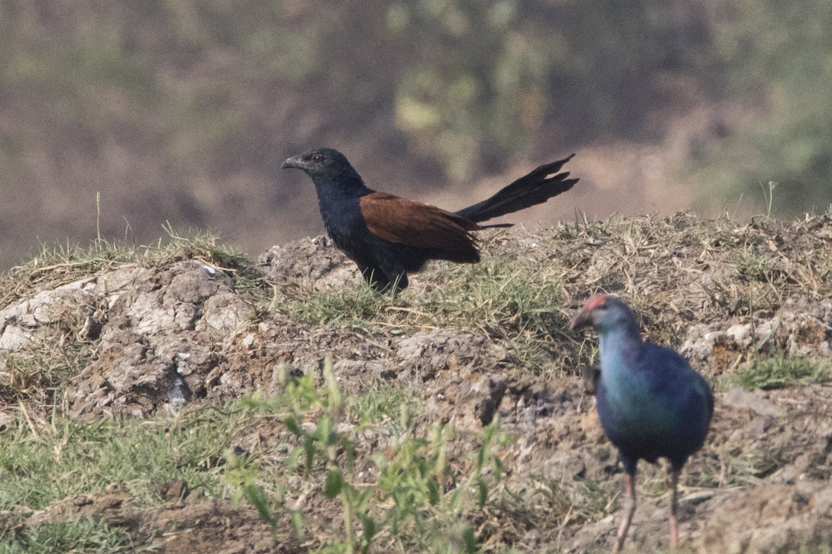 Greater Coucal - Nazes Afroz