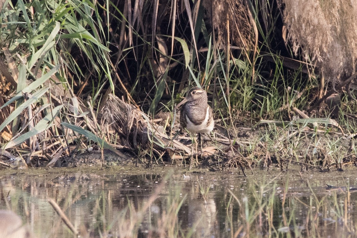 Greater Painted-Snipe - ML538557371