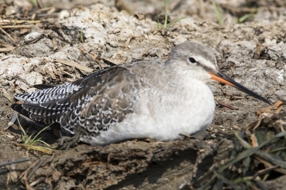 Spotted Redshank - ML538557721