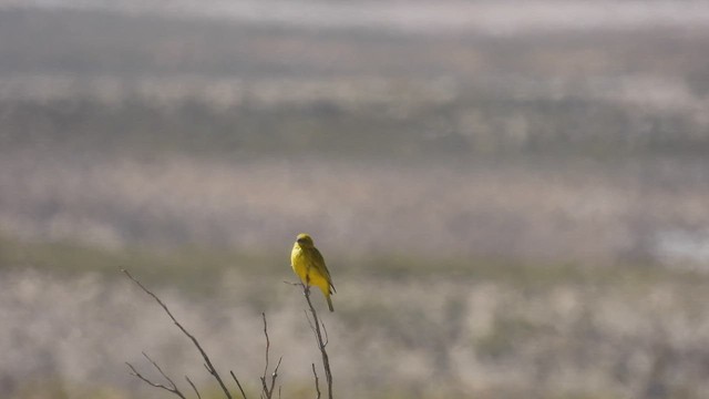 Puna Yellow-Finch - ML538561111