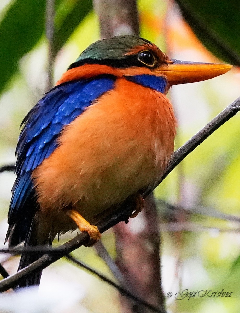 Rufous-collared Kingfisher - Gopi Krishna