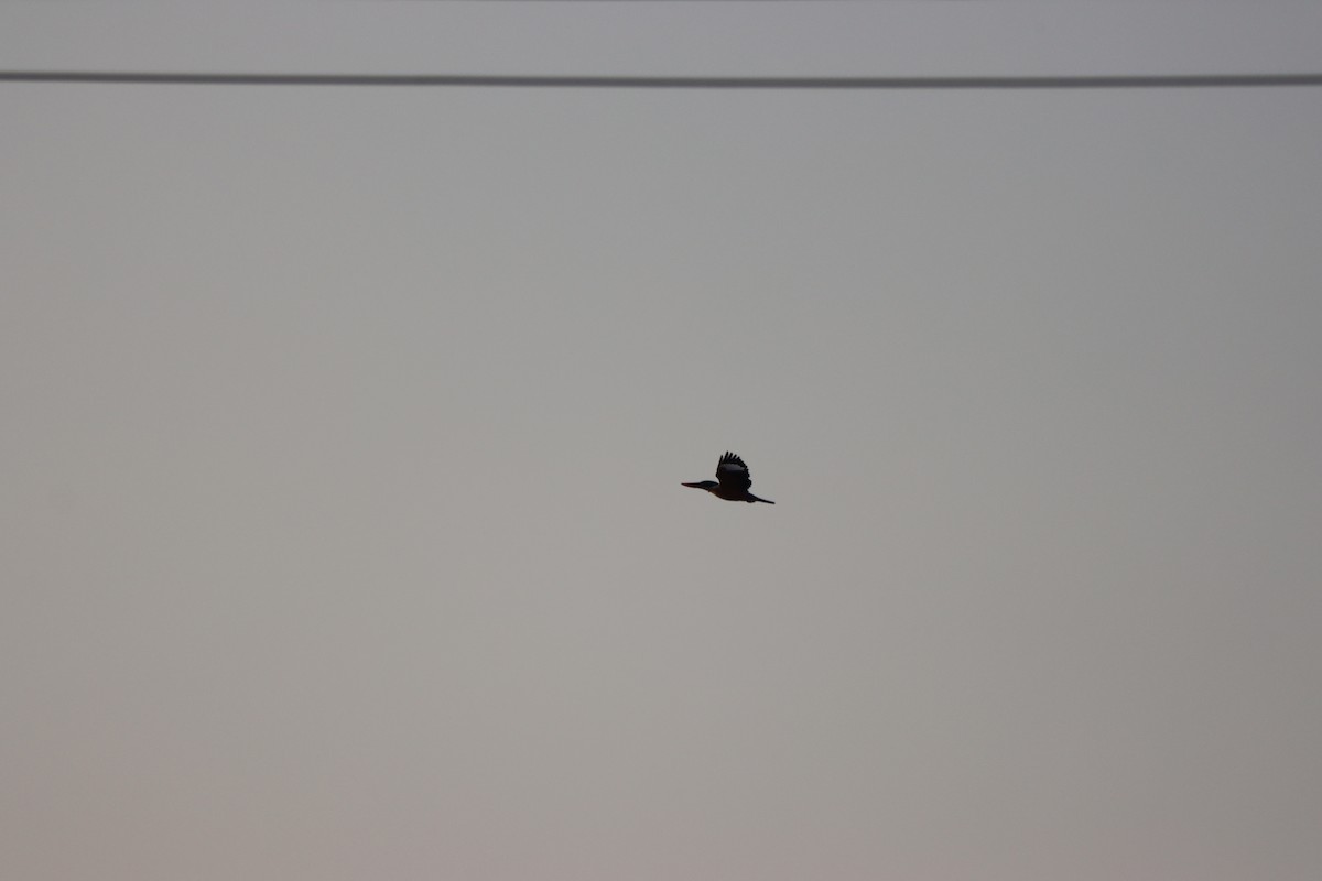 Black-capped Kingfisher - ML538563211