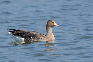 Greater White-fronted Goose, ML538565521