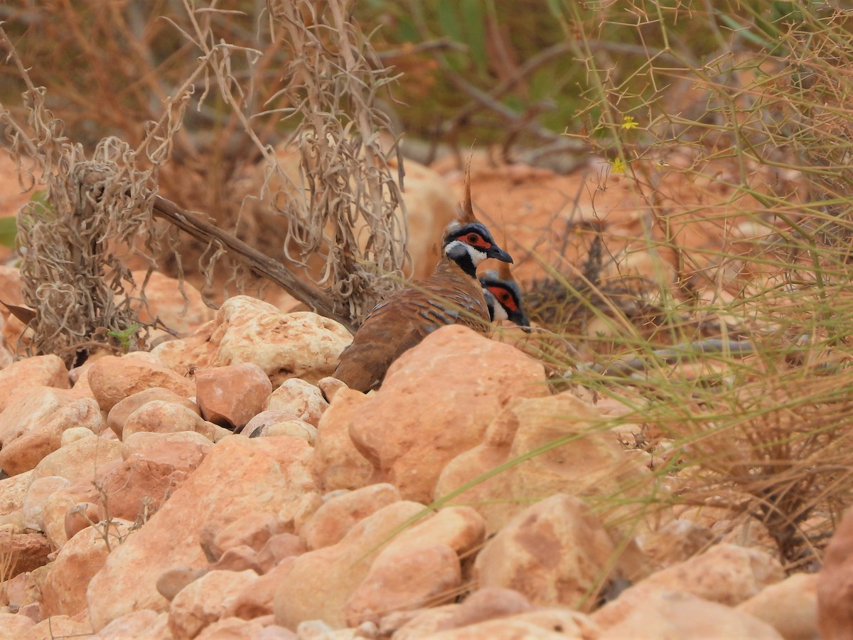 Spinifex Pigeon (Rufous-bellied) - ML538571411