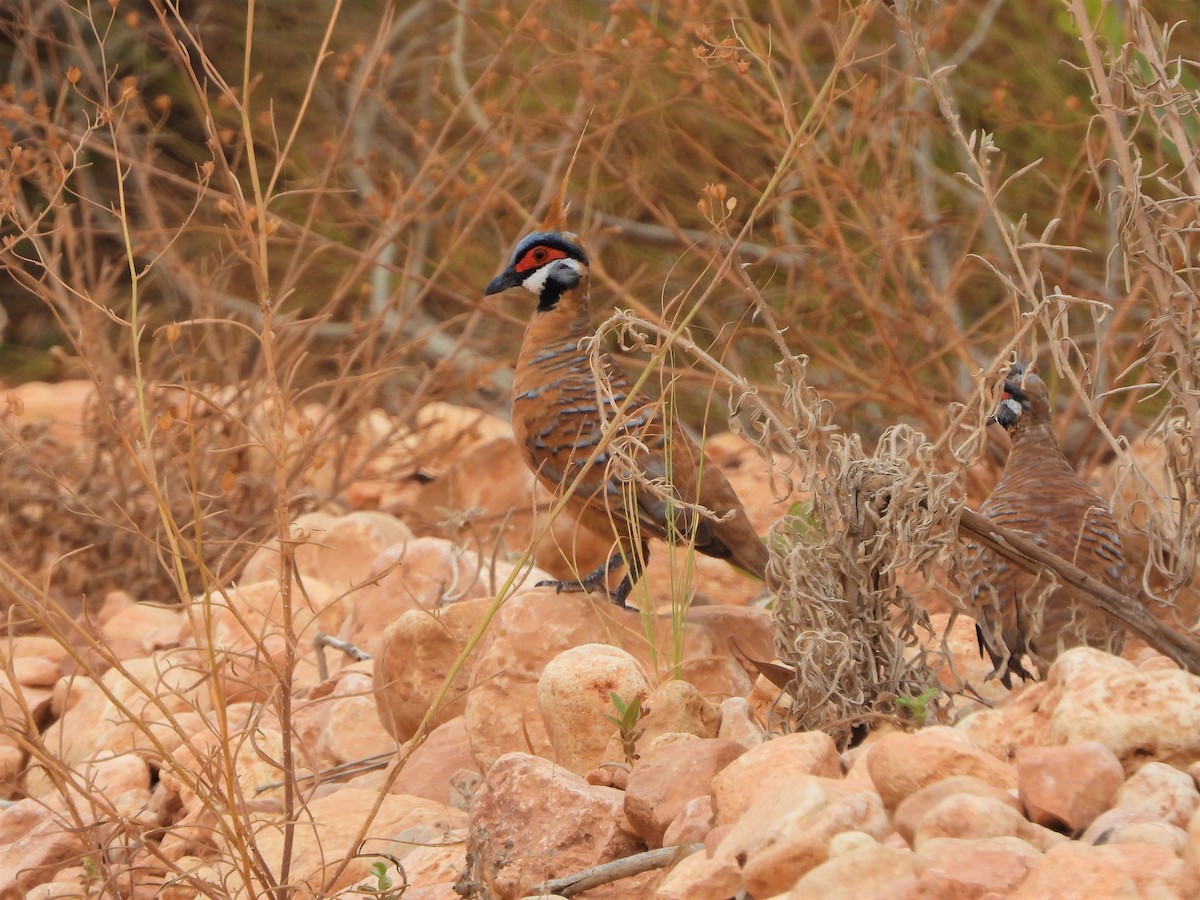 Spinifex Pigeon (Rufous-bellied) - ML538571421