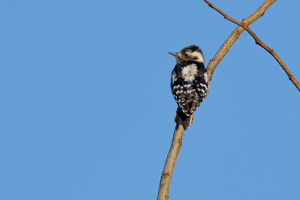 Gray-capped Pygmy Woodpecker - ML538580751