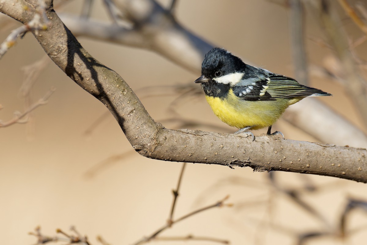 Yellow-bellied Tit - Vincent Wang