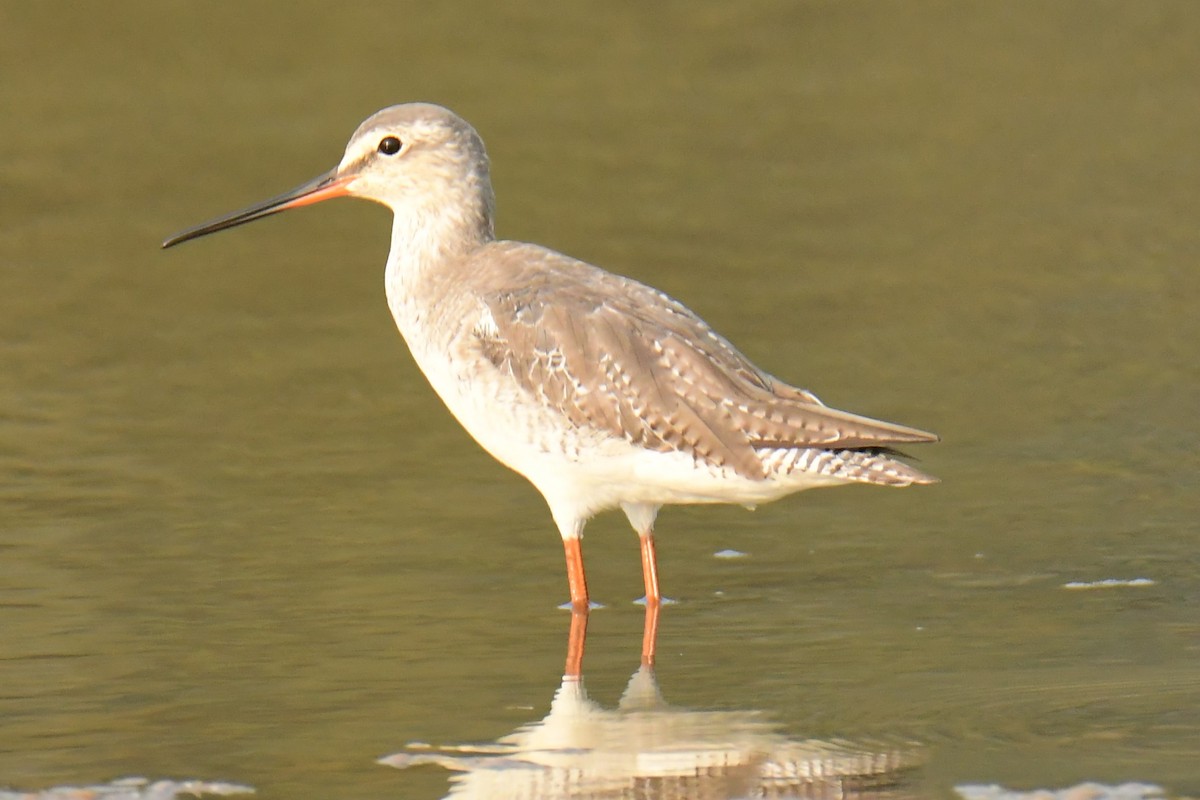 Spotted Redshank - ML538582761