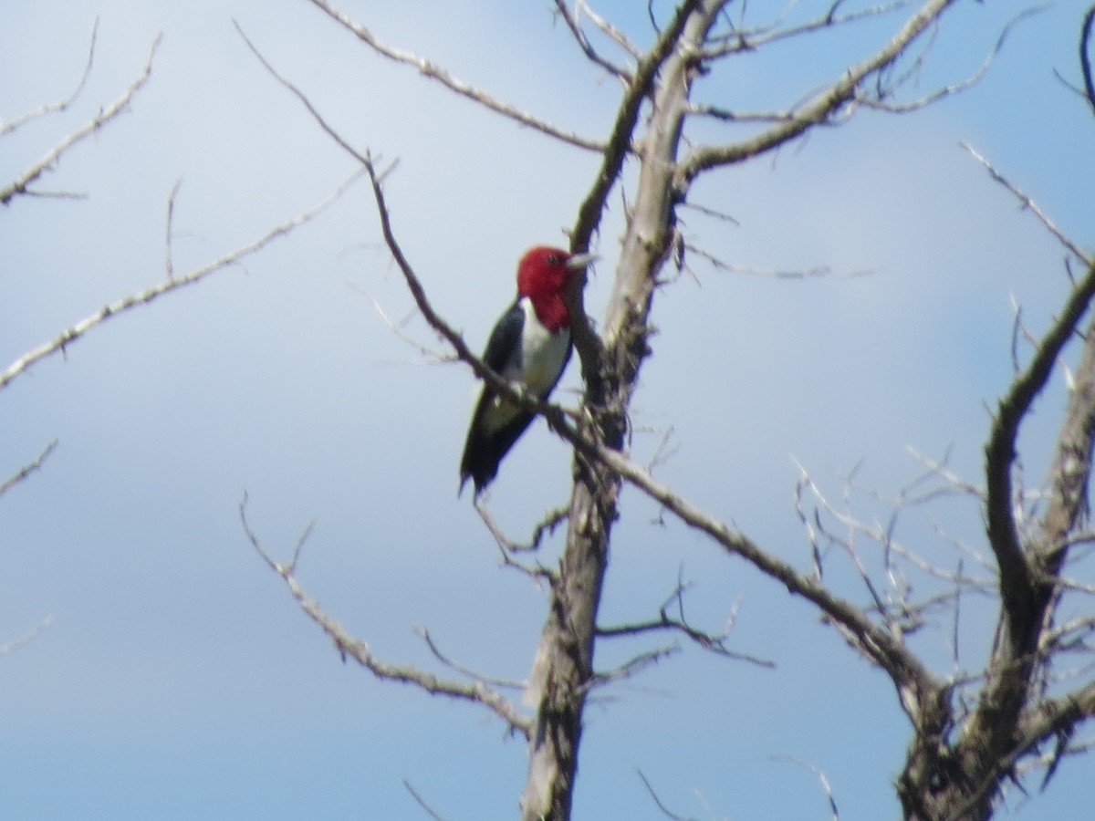 Red-headed Woodpecker - ML53858621