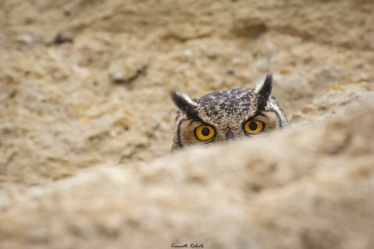 Lesser Horned Owl - ML538587041