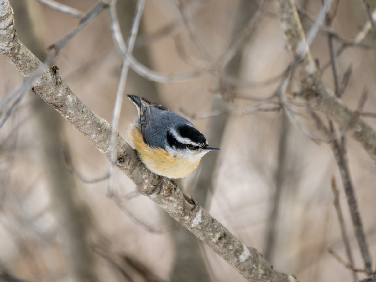 Red-breasted Nuthatch - ML538590021