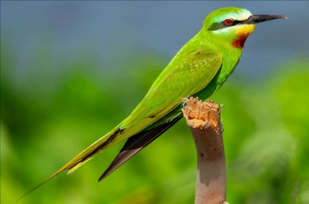 Blue-cheeked Bee-eater - ML538591801