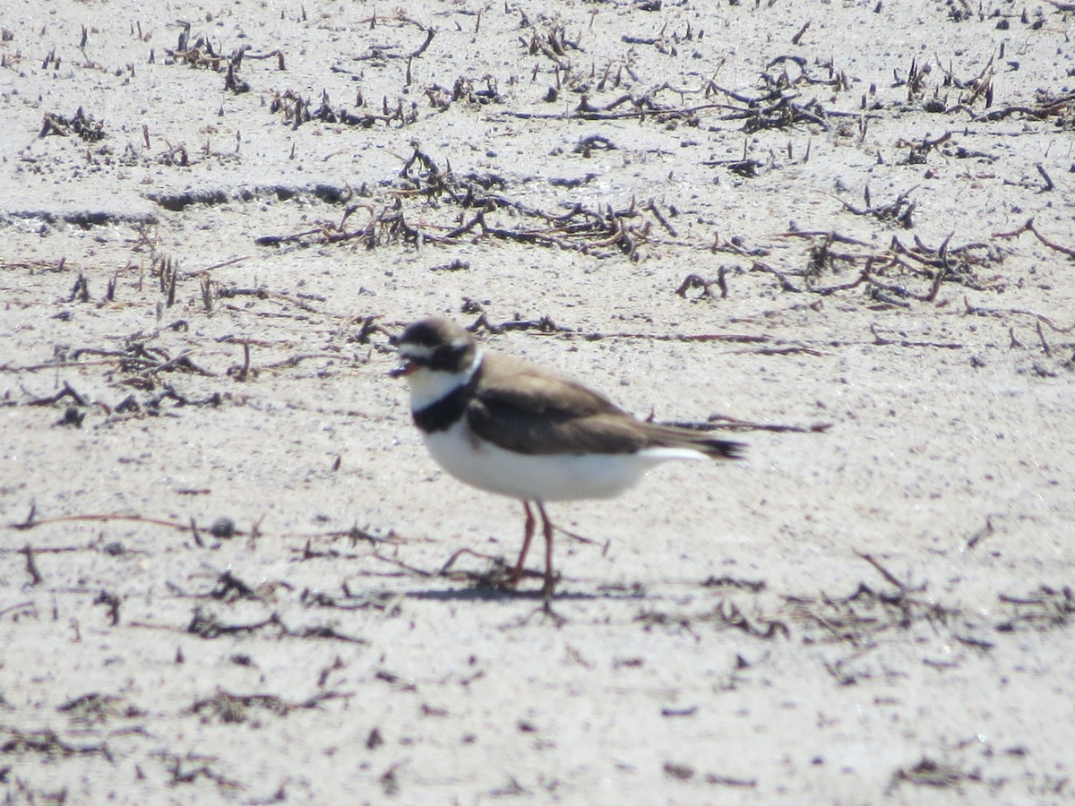 Semipalmated Plover - ML53859551
