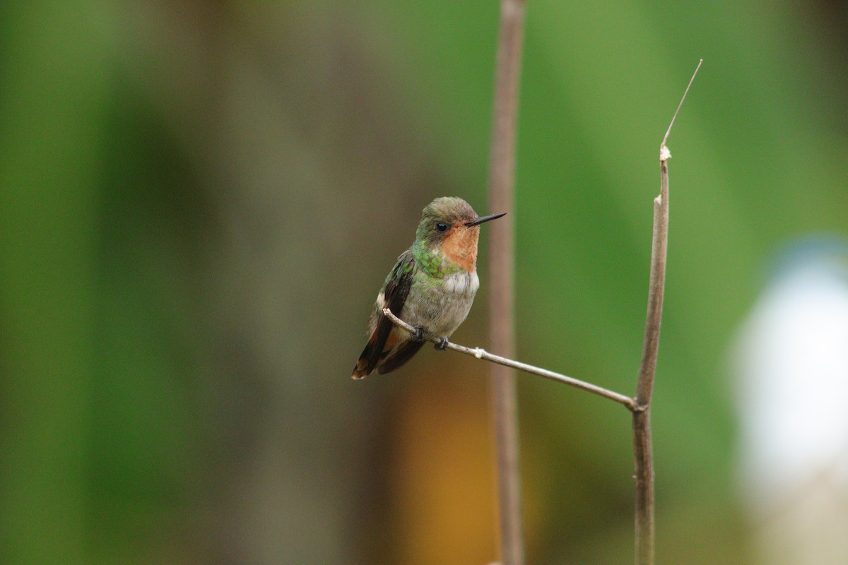 Frilled Coquette - ML538601451