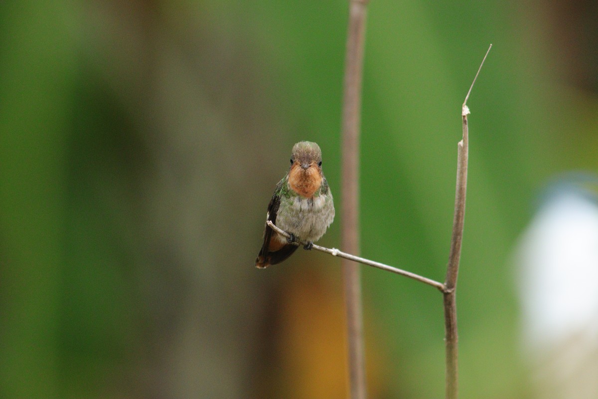 Frilled Coquette - ML538601561