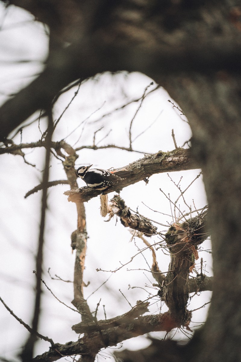 Great Spotted Woodpecker - ML538601891