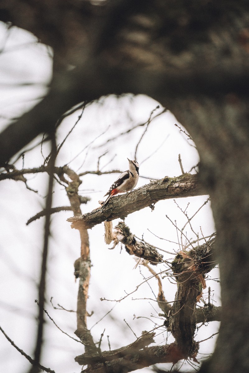 Great Spotted Woodpecker - ML538601901
