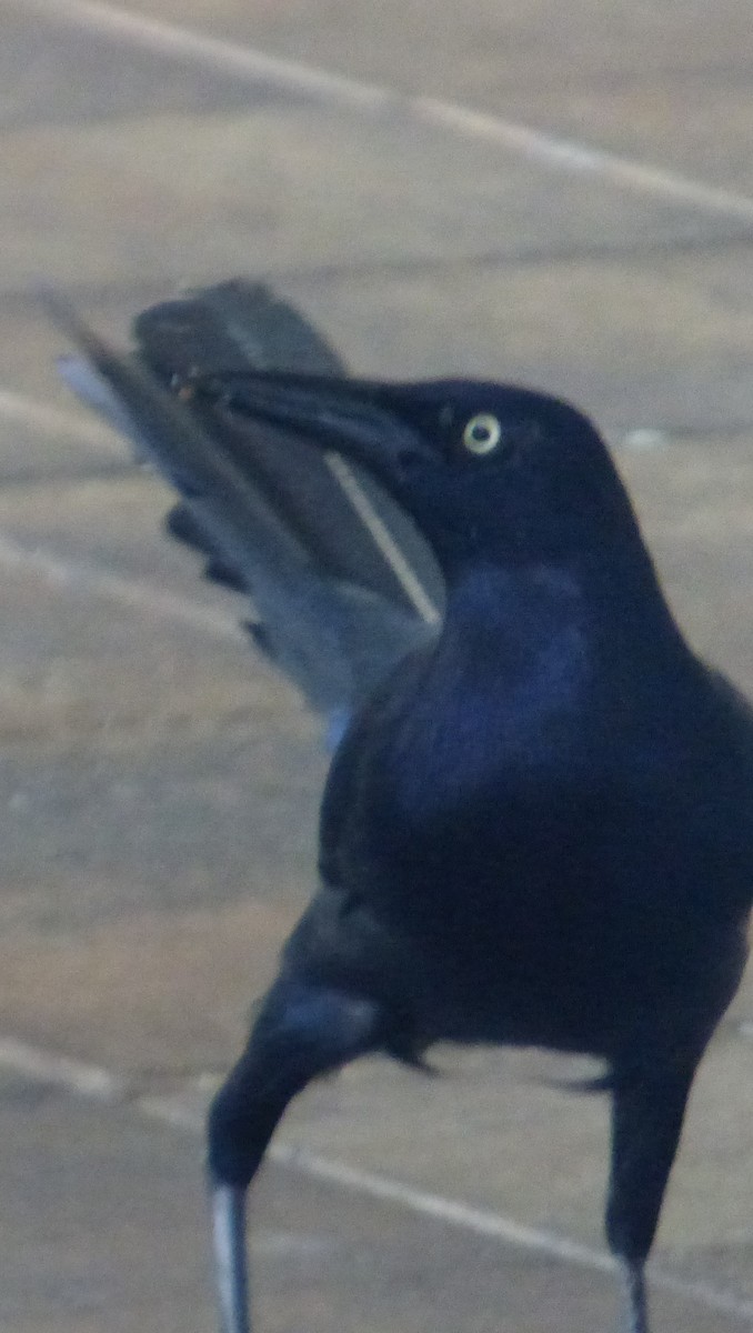 Great-tailed Grackle - ML538603291
