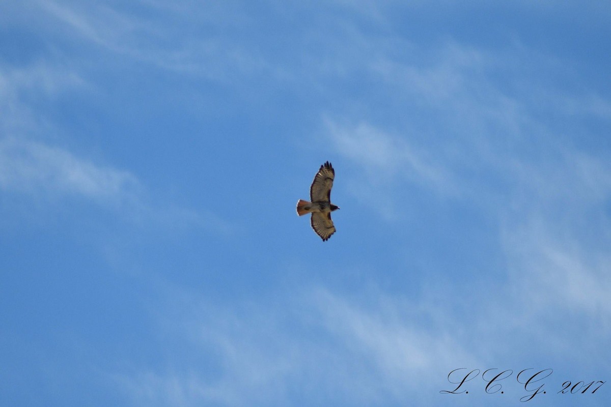 Red-tailed Hawk - ML538604381