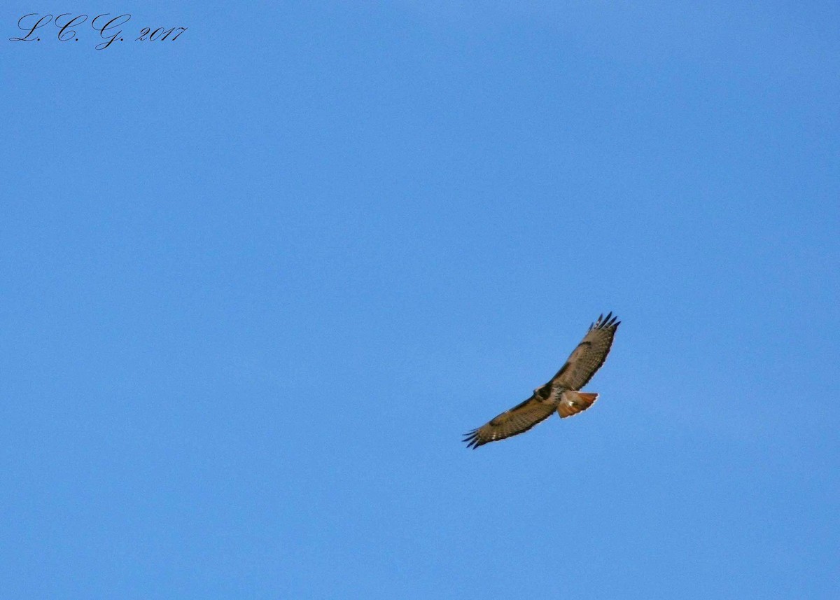Red-tailed Hawk - ML538604931