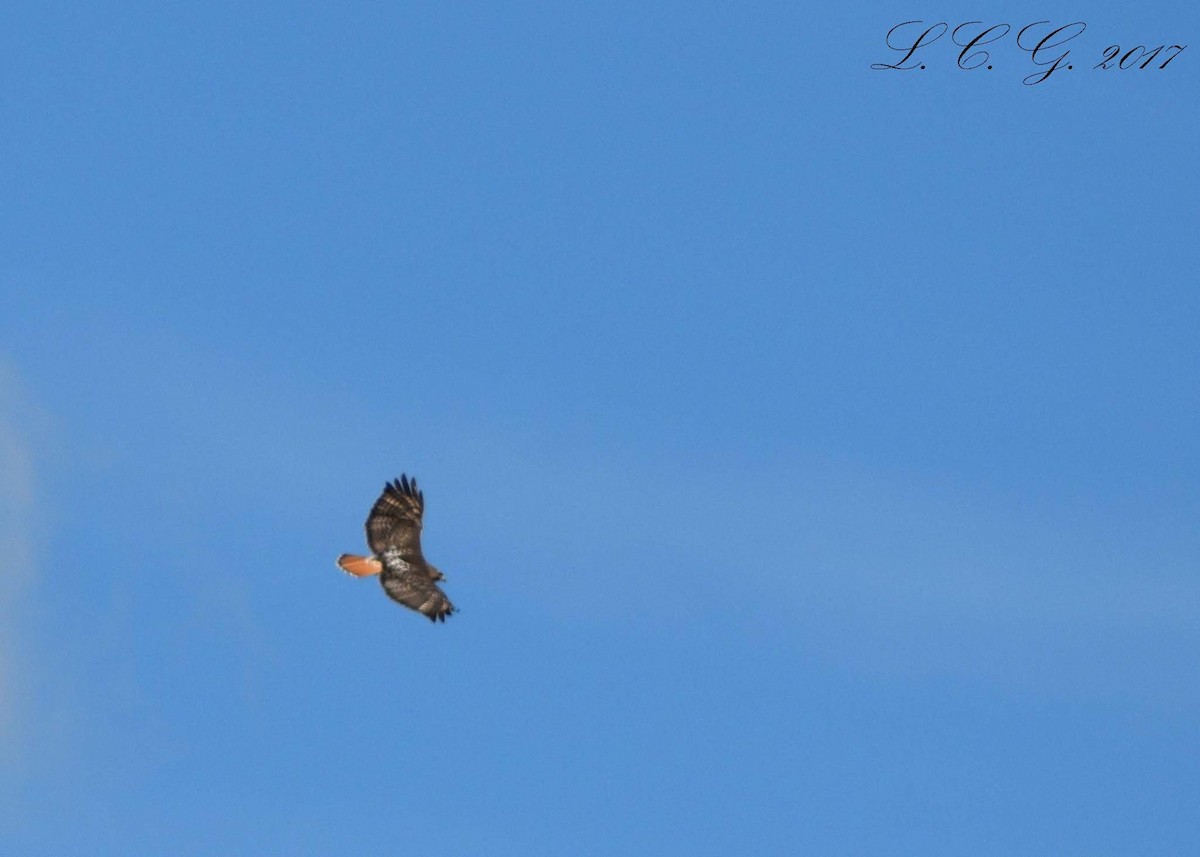 Red-tailed Hawk - ML538604951