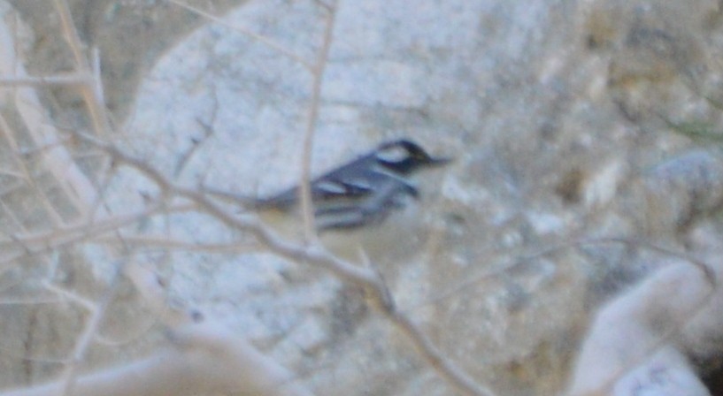 Black-throated Gray Warbler - ML53860861