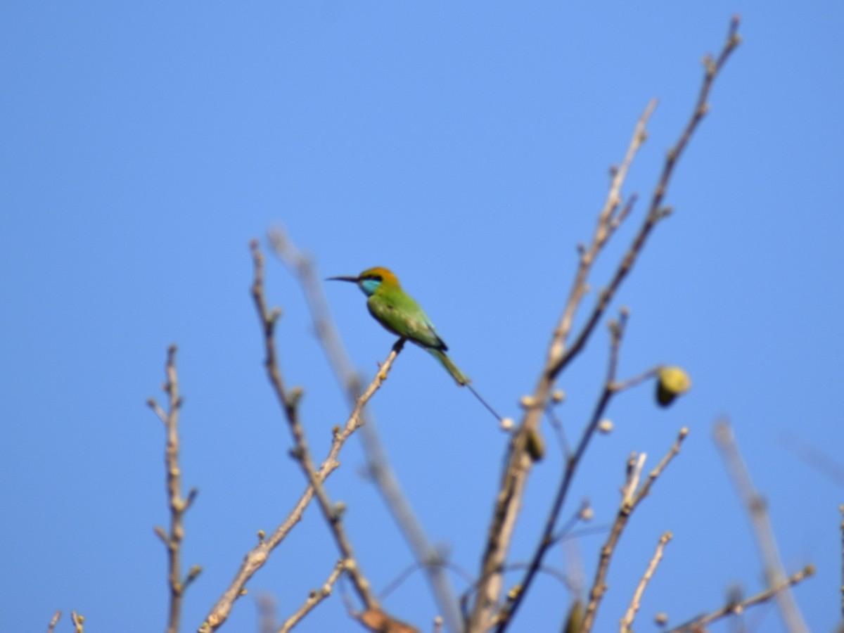 Asian Green Bee-eater - ML538608751