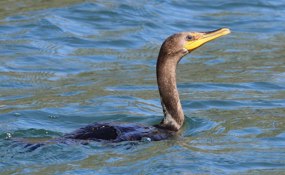 Double-crested Cormorant - Candace Evans