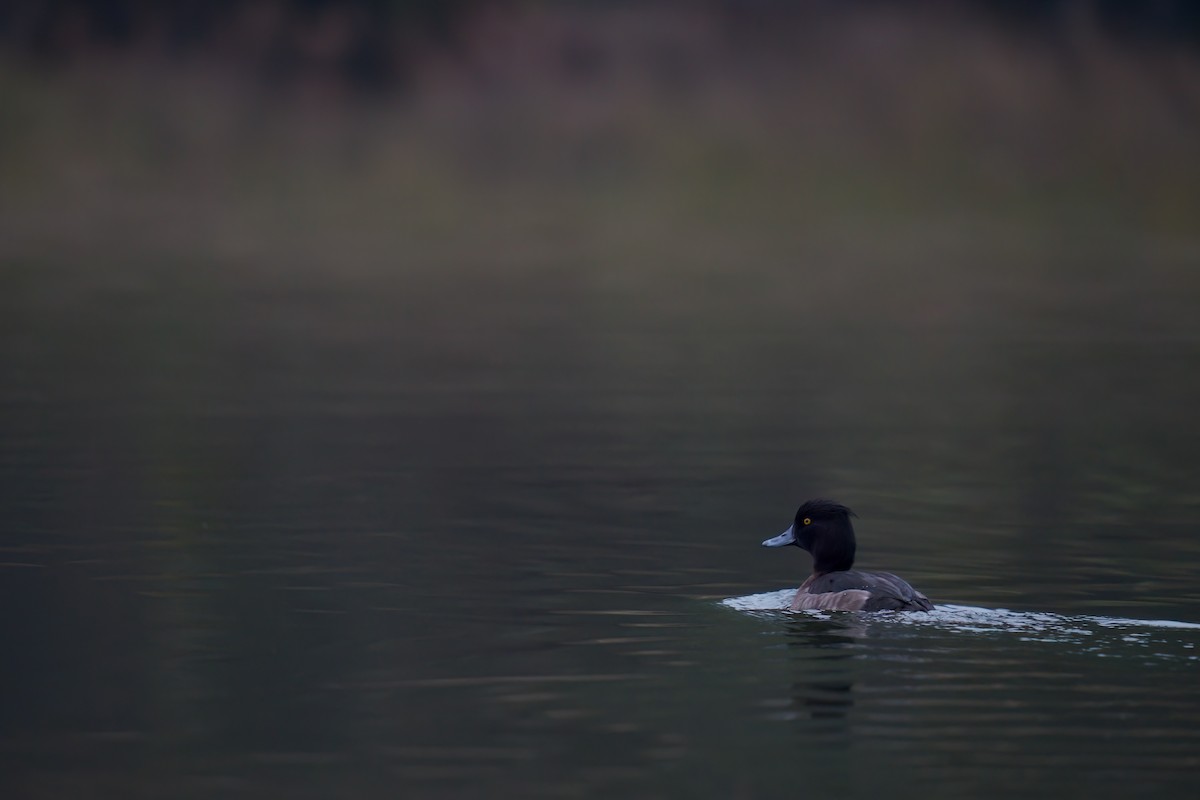 Tufted Duck - ML538622621