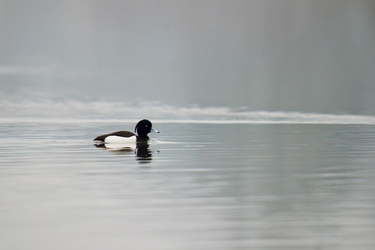 Tufted Duck - ML538622631