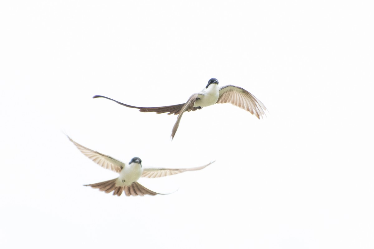 Fork-tailed Flycatcher - Marcos Eugênio Birding Guide