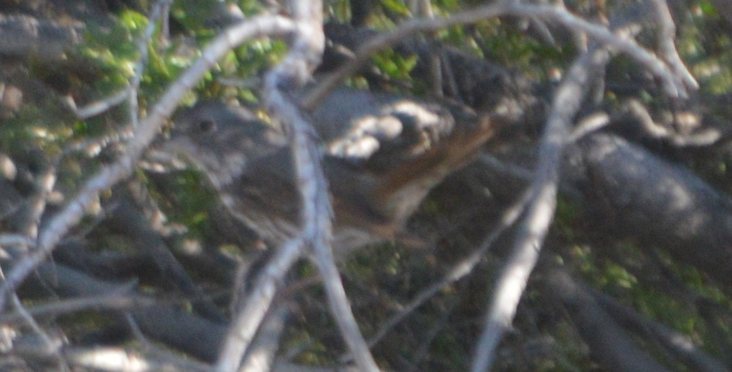 Fox Sparrow (Slate-colored) - ML53862631