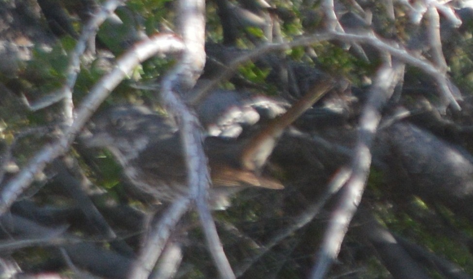 Fox Sparrow (Slate-colored) - ML53862651