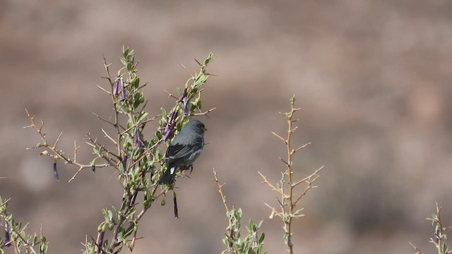 Band-tailed Seedeater - ML538627301
