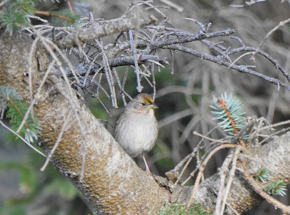 Golden-crowned Sparrow - ML538627771