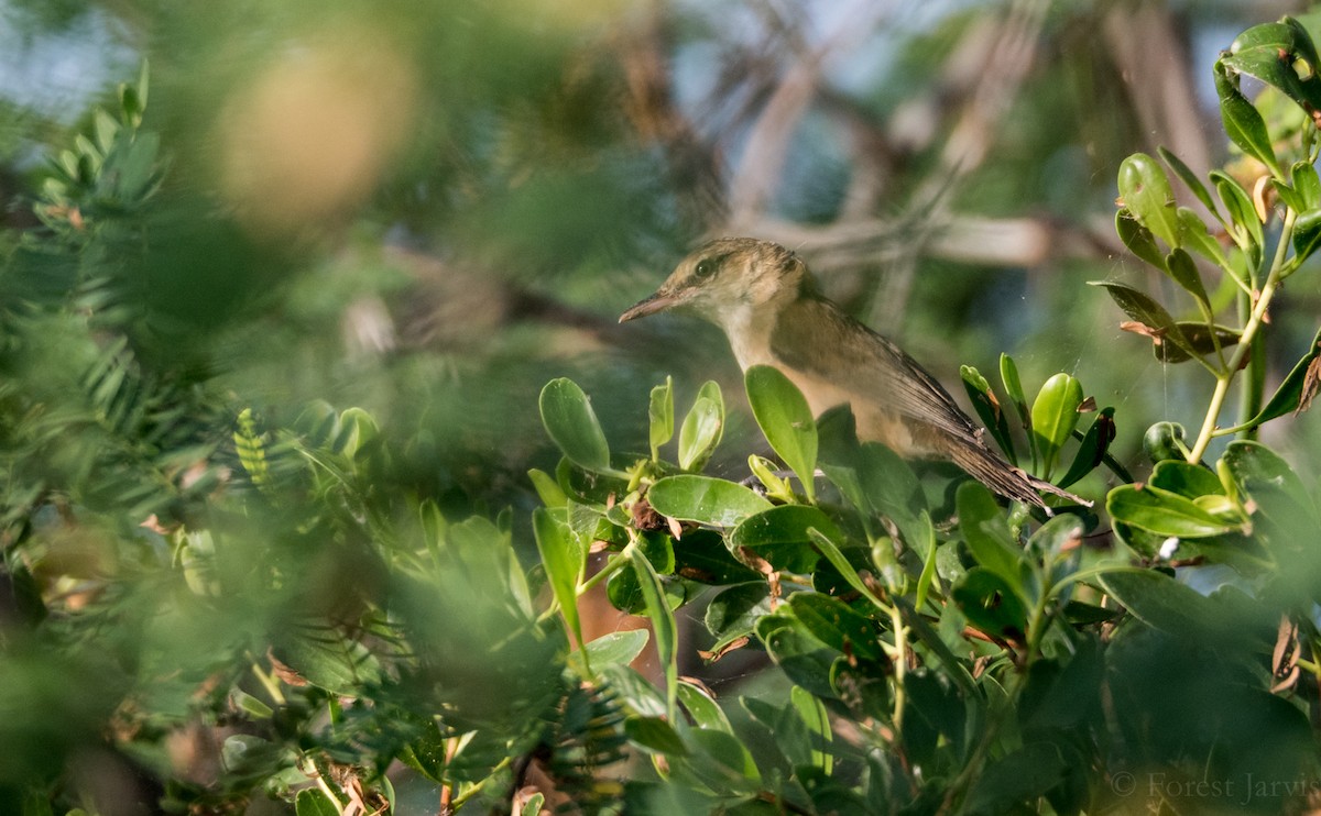 Clamorous Reed Warbler - Forest Botial-Jarvis