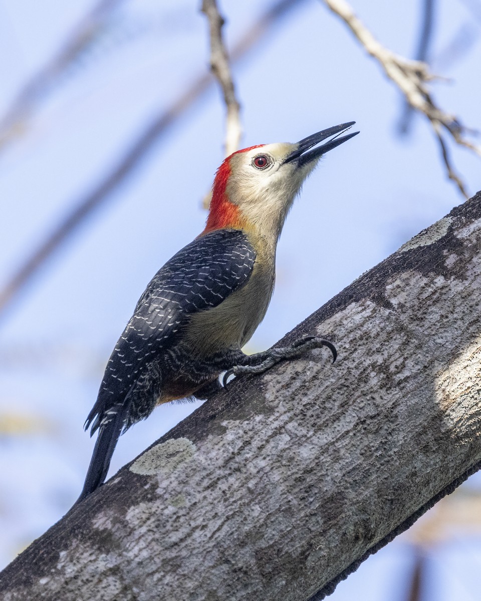 Jamaican Woodpecker - ML538631351