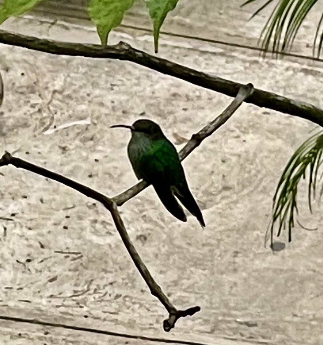 Jamaikamangokolibri - ML538632661