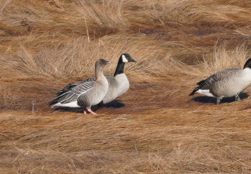 Pink-footed Goose - ML538636631