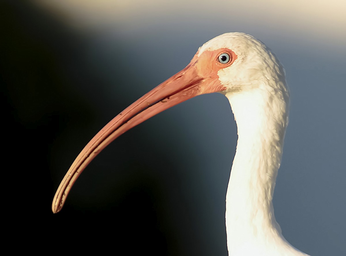 ibis bílý - ML538638701