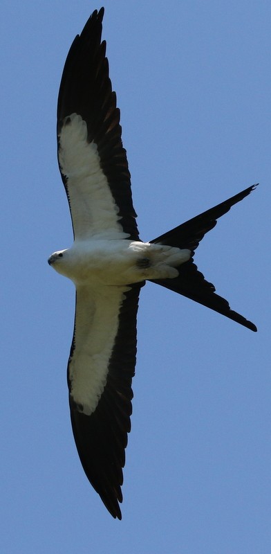 Swallow-tailed Kite - logan kahle